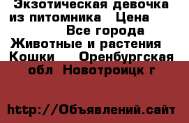 Экзотическая девочка из питомника › Цена ­ 25 000 - Все города Животные и растения » Кошки   . Оренбургская обл.,Новотроицк г.